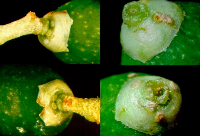 Aceituna afectada por el prays del olivar