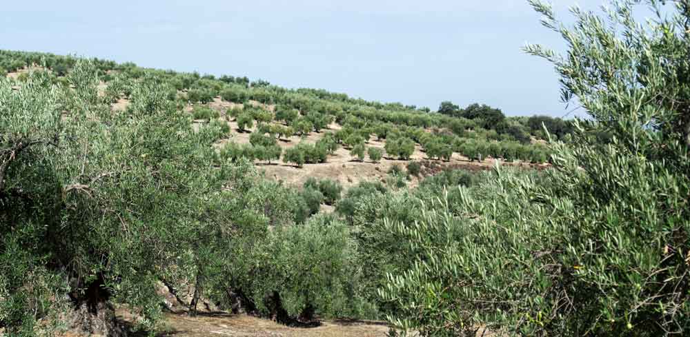 Mar de olivos de producción tradicional